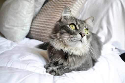 a gray and white cat laying on a bed