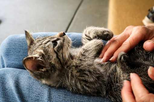 a cat laying on its back being petted by its owner