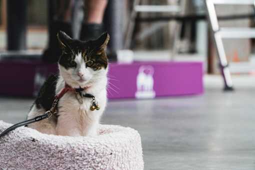 a black and white cat sitting in a basket on a leash