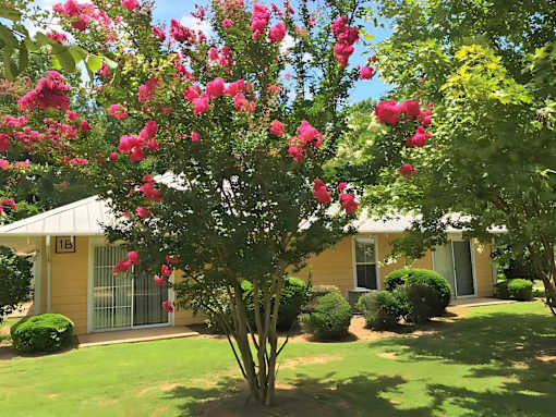 A tree with pink flowers in front of a yellow building with the number 16 on it.