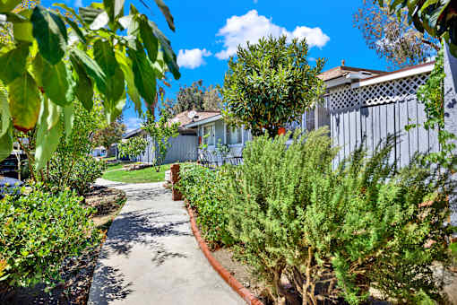 Walkway lined with hedges and trees at Coventry Square Apartments, Upland, CA