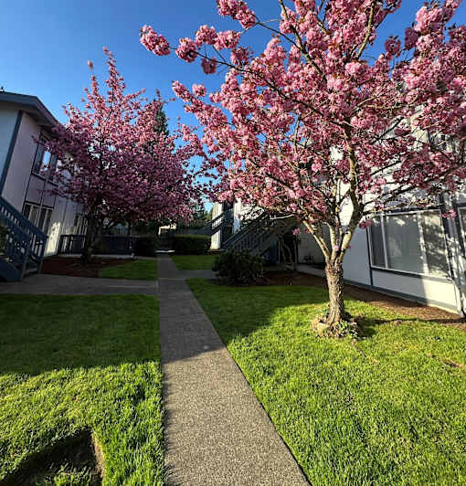 A tree with pink blossoms stands in a grassy area.