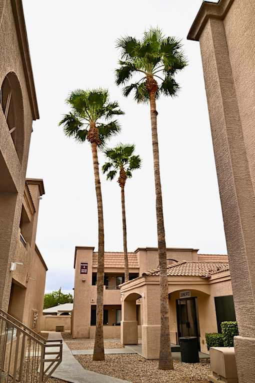 Three palm trees in front of a building.