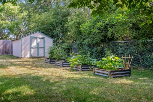 a garden with a shed and plants in it