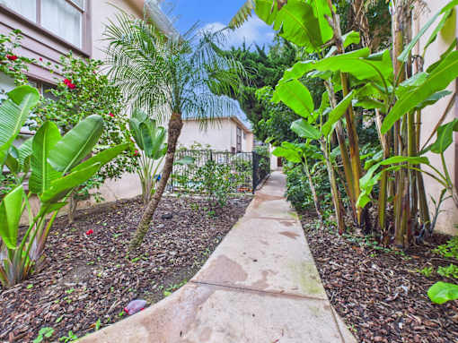 A garden pathway surrounded by green plants.