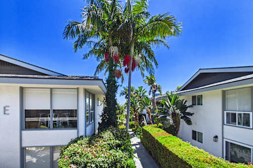 A white house with a palm tree in front of it.