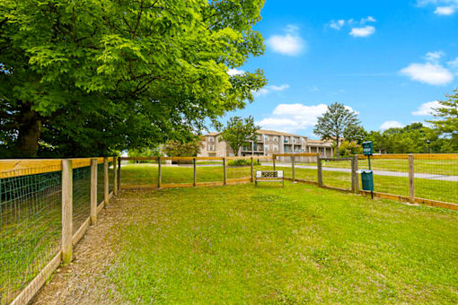 A green grassy area with a fence and trees.