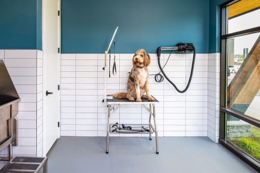 a dog sitting on a stool in a veterinary clinic  at Canopy Park Apartments, Pelham, AL 35124