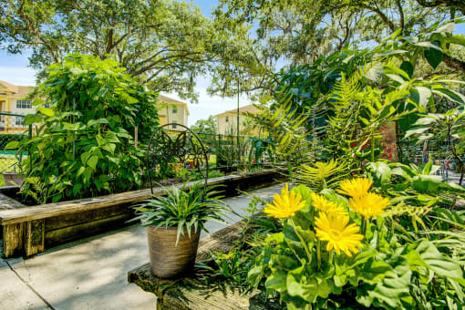 Community garden with various flowers and plants in a wooden garden bed