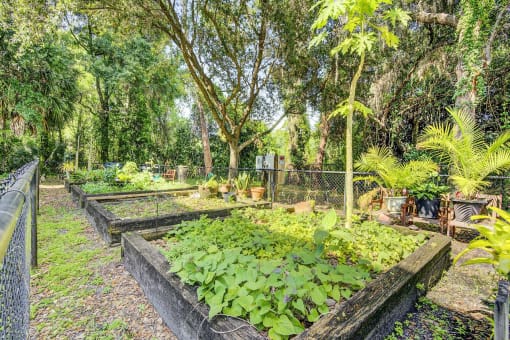 Garden with Raised Beds Surrounded by Trees