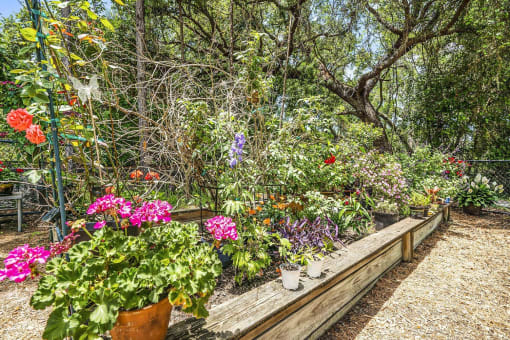 Garden with Raised Flower Beds Shaded by Trees