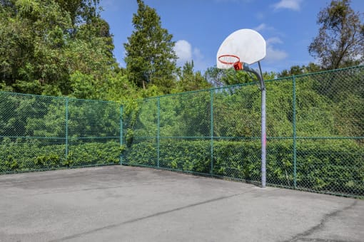 Fenced in Basketball Court with Treeline in the Background