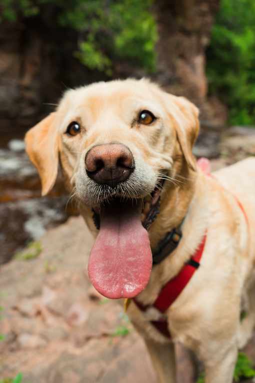 a dog with its tongue hanging out