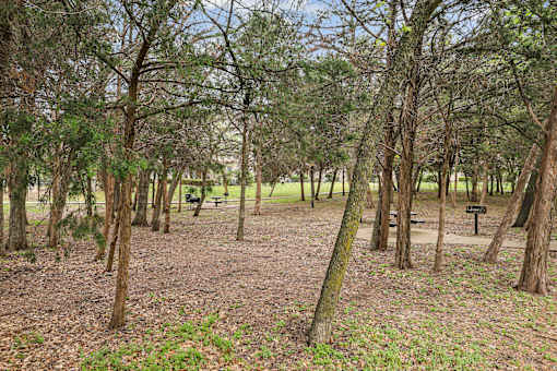 A forest with a bench in the middle of it.