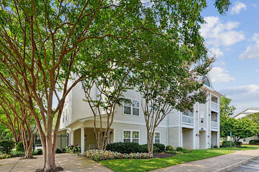 A tree with green leaves in front of a white building.