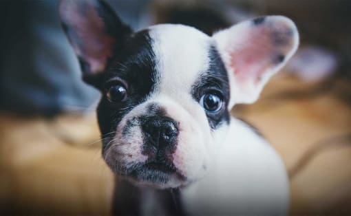 a small black and white dog looking up at the camera
