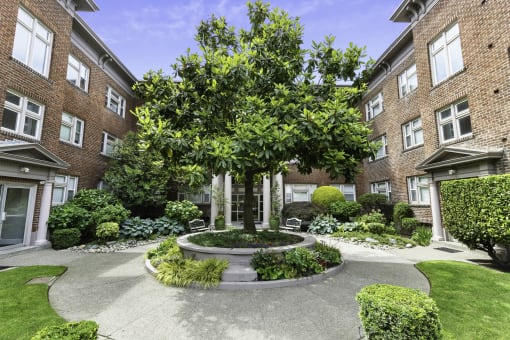 Center Tree in the Middle of the Resident Courtyard in Front of Brick Apartment Buildings at Carolina Court, Seattle, Washington 98109