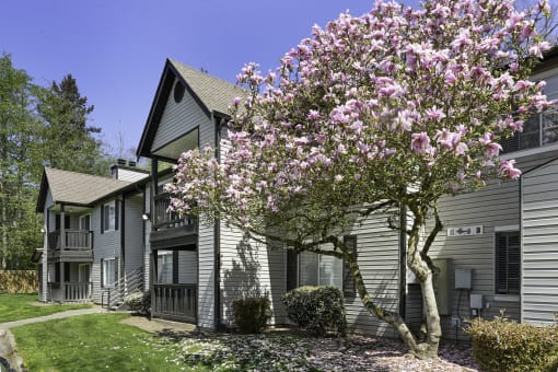 Exterior view of Serra Vista Apartment Homes with blossoming trees at Serra Vista Apartment Homes, Lynnwood, Washington 98087