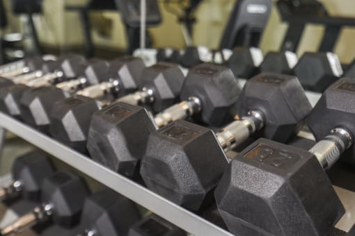 a row of dumbbells in a gym