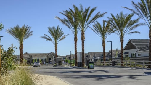 a street with palm trees in a subdivision with houses at Village of Chandler Apartments, Arizona