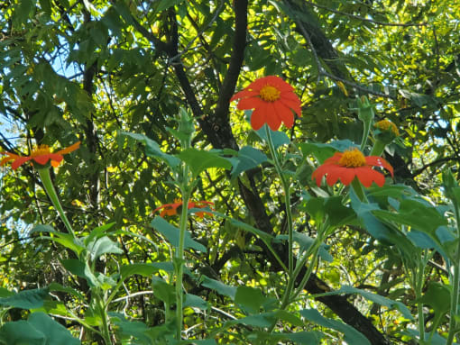 Flower garden