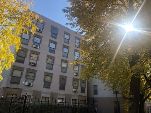 A tree with yellow leaves is in front of a building with a black fence.