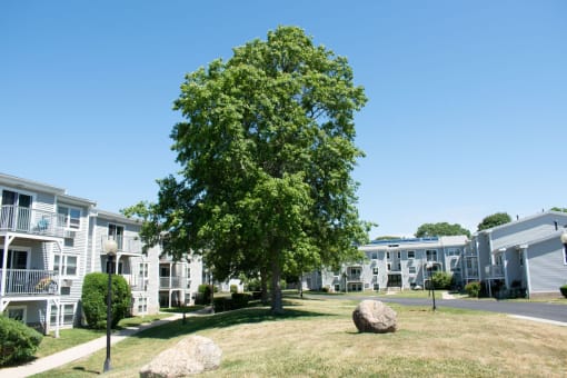 a large tree in front of an apartment complex