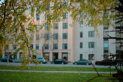 A tree branch with yellow leaves in the foreground and a building in the background.