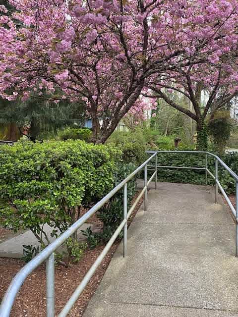 Vasa Creek Woods Pathway