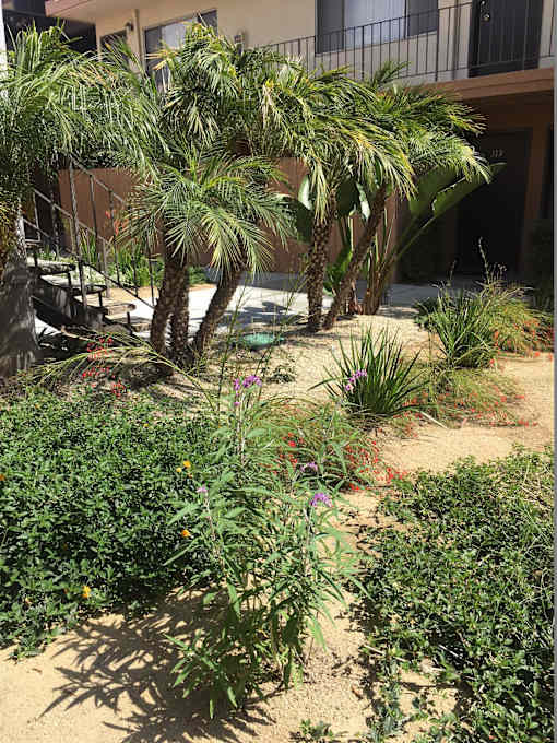 A garden with a variety of plants and a palm tree.
