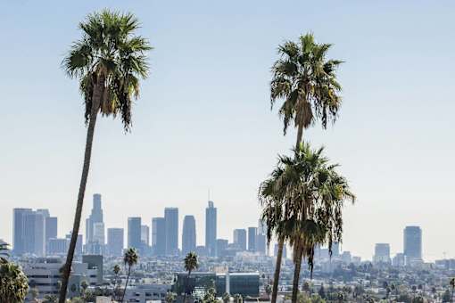Two palm trees in front of a city skyline.