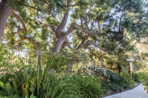 A tree with a thick trunk and a fence behind it.