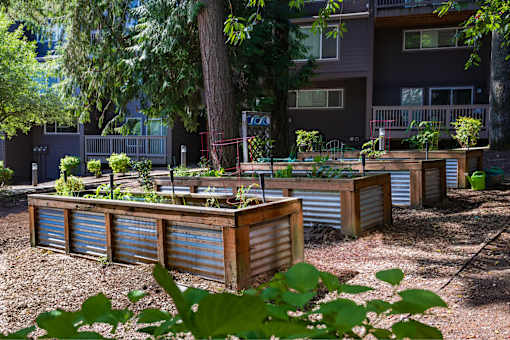Larkspur West Linn Staged Community Garden