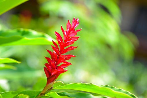 Stock photo of a red flower