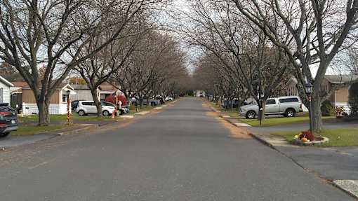 a tree lined street in a neighborhood with parked cars
