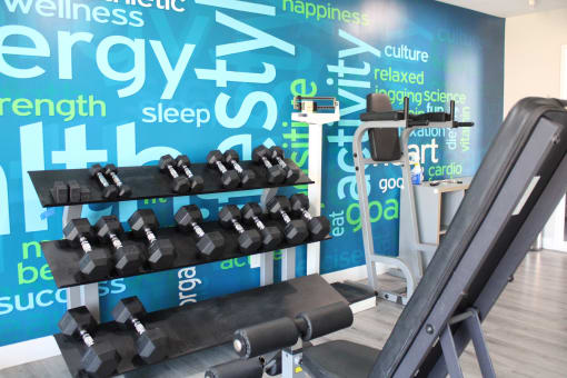 a wall of dumbbells in a gym with a wall graphic of the gym