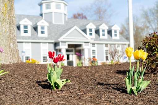 A white house with a tower and tulips in front.