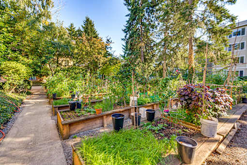 A garden with a variety of plants and trees.