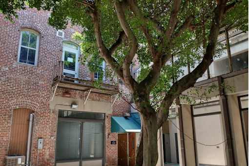 a tree in front of a brick building