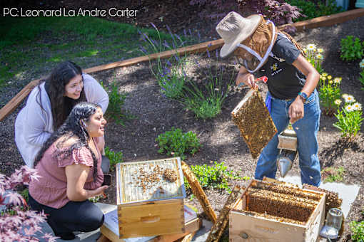Three people are working with bee hives in a garden.