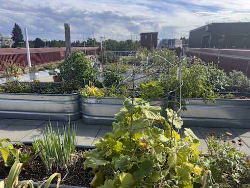 A garden with a variety of plants in the foreground and a building in the background.