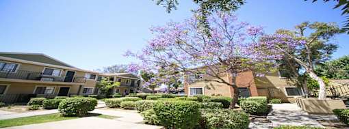 A tree with purple flowers is in front of a building.