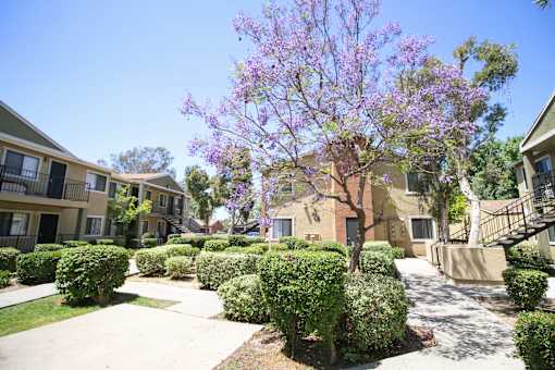 A tree with purple flowers is in the middle of a well-manicured lawn.