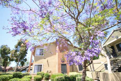 A tree with purple flowers in front of a house.