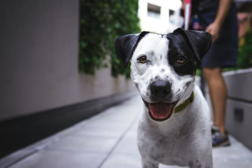 Dog Friendly at Fedora Bliss LLC, Woodland Hills, 91367