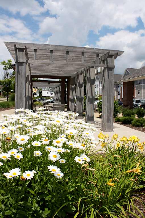 daisies in front of a wooden gazebo
