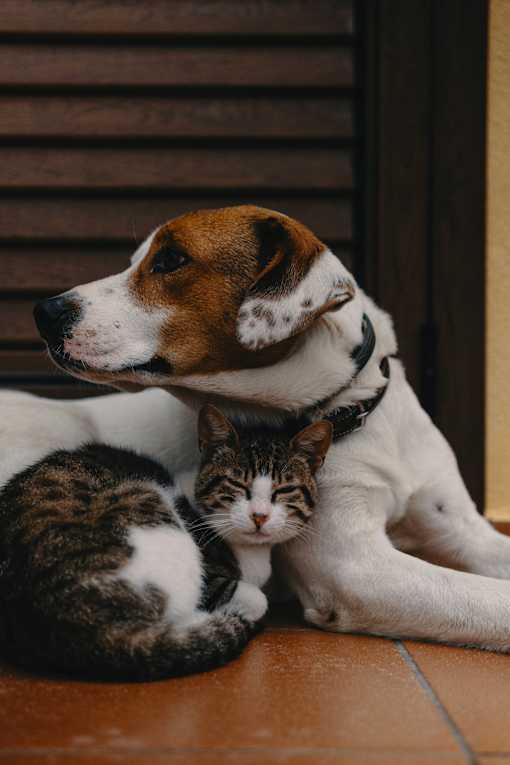 A dog and a cat are lying down together.