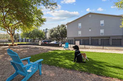 A dog sits on the grass next to a blue chair.