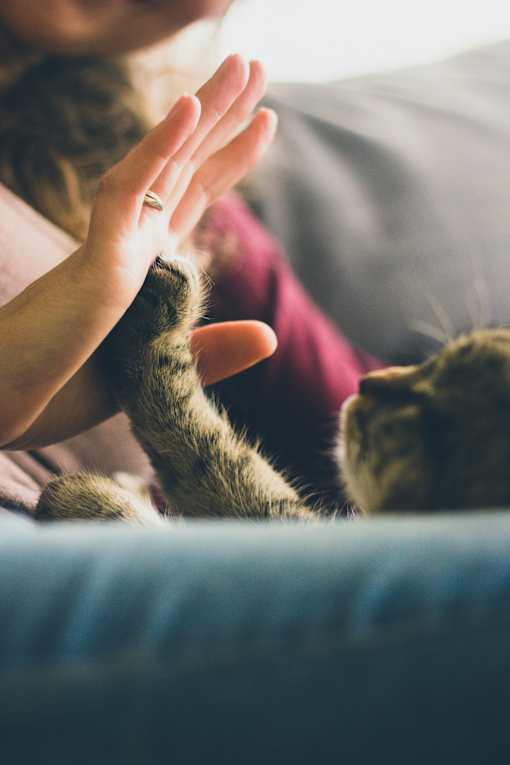 A person is petting a cat on a blue couch.