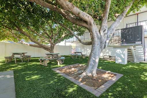A tree in a yard with picnic tables.